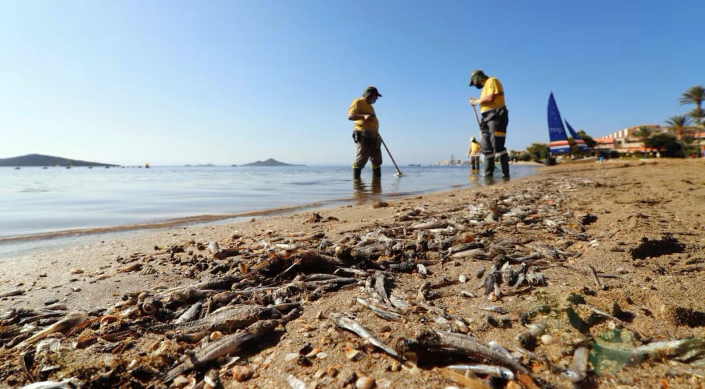 Operarios retiran los peces muertos en las playas del Mar Menor en Murcia en agosto de 2021