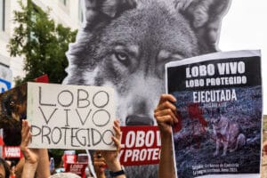 Manifestación del 22 junio en Madrid en defensa del lobo.