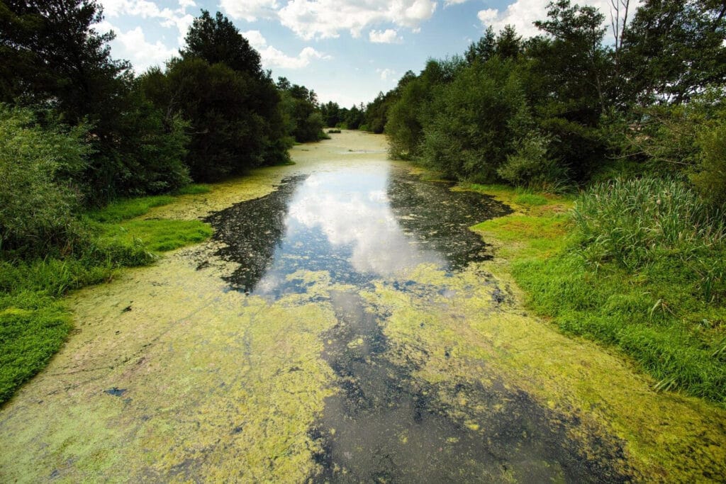 El embalse de As Conchas sufre la eutrofización del agua y episodios de cianobacterias que tiñen de verde la superficie del pantano. Foto de Deva Mar Escobedo - El Salto.