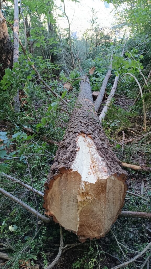 Talas provocadas por las obras de la telesilla en el valle de Benasque-Cerler.