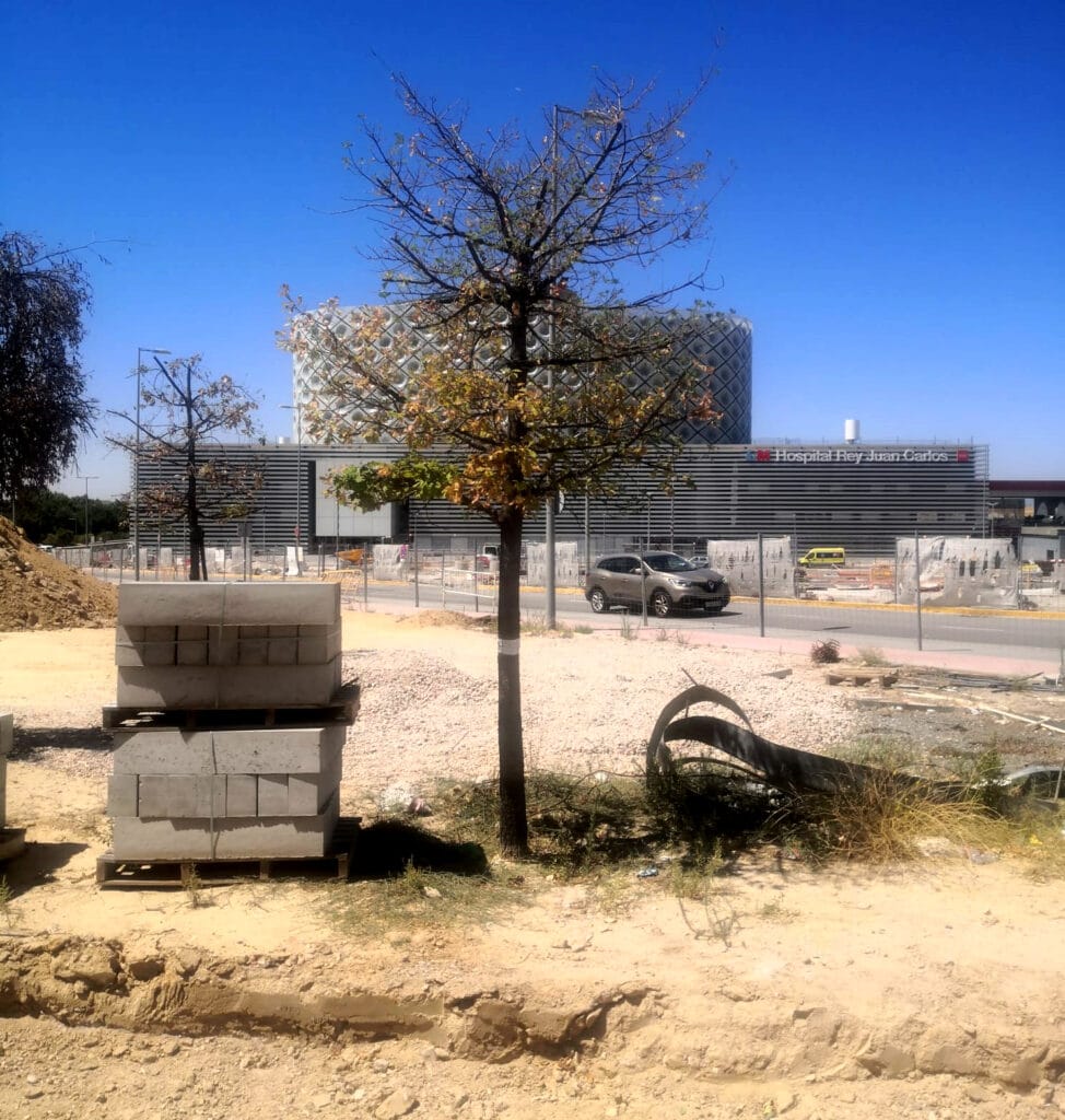 Múltiples árboles trasplantados se están secando en Móstoles.