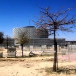 Ecologistas denuncian que múltiples árboles transplantados se están secando en Móstoles.