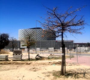 Ecologistas denuncian que múltiples árboles transplantados se están secando en Móstoles.