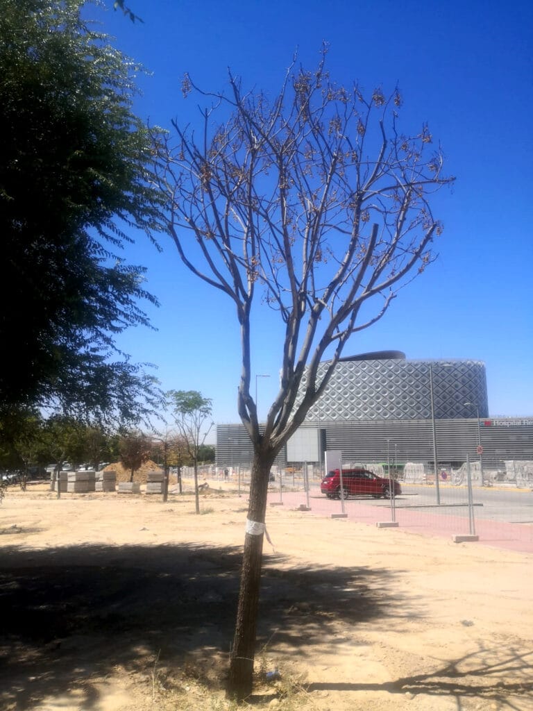 Múltiples árboles trasplantados se están secando en Móstoles.