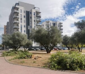 Vecinas y Ecologistas denuncian la tala presuntamente ilegal de todos los ejemplares adultos de Olmo de Siberia presentes en la parcela. De Ecologistas en Acción Suroeste de Madrid.